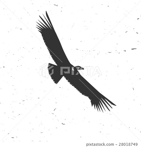 Flying condor silhouette on the white background. 28018749