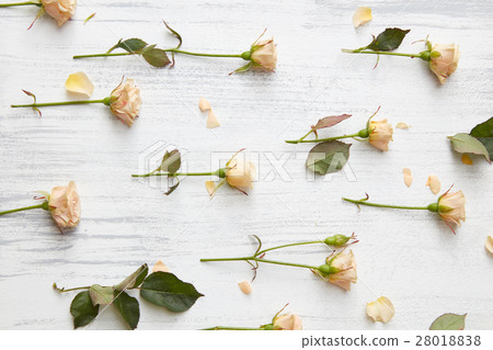 background from roses background from roses 28018838