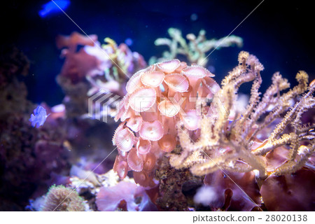 Coral reef in aquarium Coral reef in aquarium 28020138
