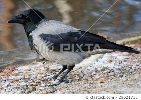 Hooded crow side view Hooded crow side view 28021713