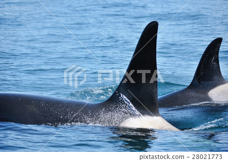 在知床的海洋游泳的逆戟鯨 在知床的海洋游泳的逆戟鯨 28021773