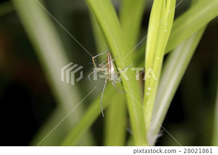 Big silver belly spider 28021861