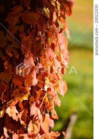 秋葉natsuta 秋葉natsuta 28022830