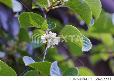 Saruhari Sarunashi The language of flowers is "temptation" 28023331