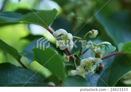 Saruhari Sarunashi The language of flowers is "temptation" 28023333