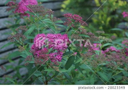 Shimotsuke Shimotsuke flower language is "freedom" 28023349