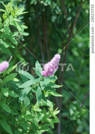 Hosaki Shimotsuno Hoshamishimotsu flower language is "active" 28023350