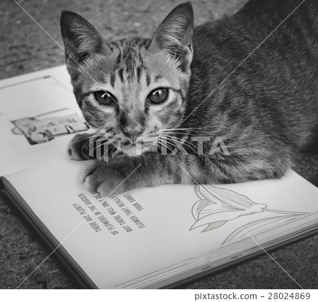 Homeless Cat Playing Book Concept 28024869