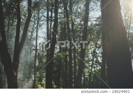 Quite Park Season Lonely Fallen Autumn Concept 28024901
