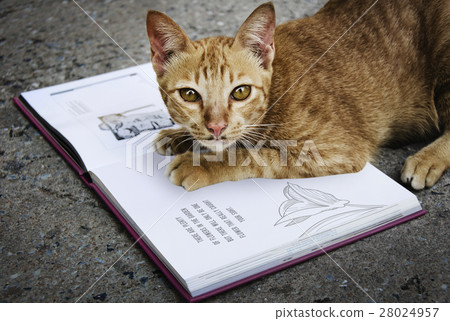 Homeless Cat Playing Book Concept Homeless Cat Playing Book Concept 28024957