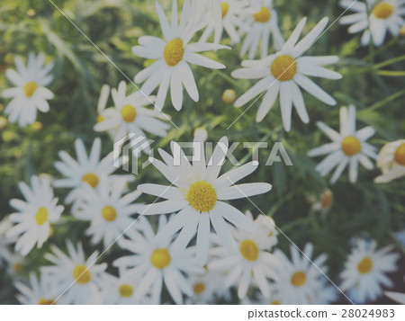 Daisy Chamomile Field Blossom Concept 28024983