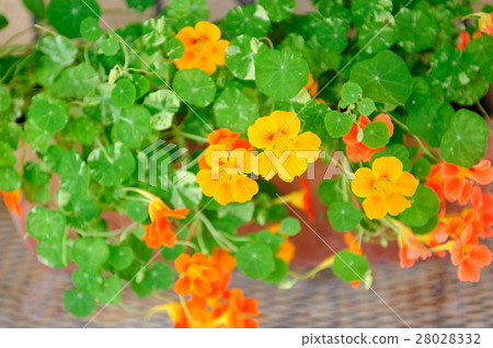 Nastattle北部藍鰭金槍魚 28028332