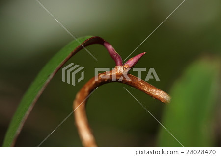 天然植物竹筍,芽芽。它像貓的指甲一樣紅,尖銳 天然植物竹筍,芽芽。它像貓的指甲一樣紅,尖銳 28028470