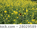 Sunflowers in the rape field 28029589