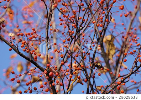 Azuki bean 28029638