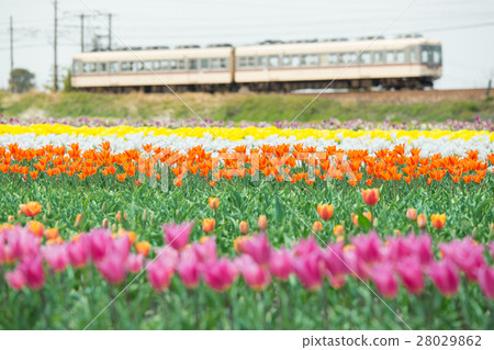 Toyama_和當地的鬱金香 28029862