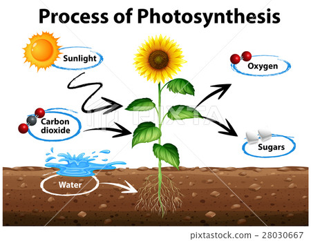 Diagram sunflower and process of photosynthesis - Stock Illustration ...