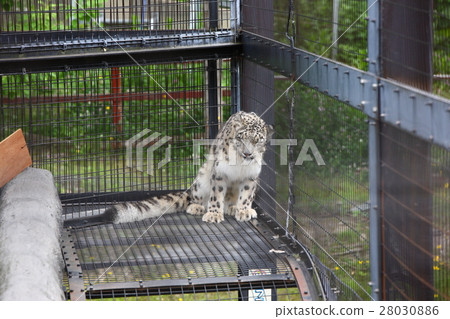 雪豹 雪豹 28030886