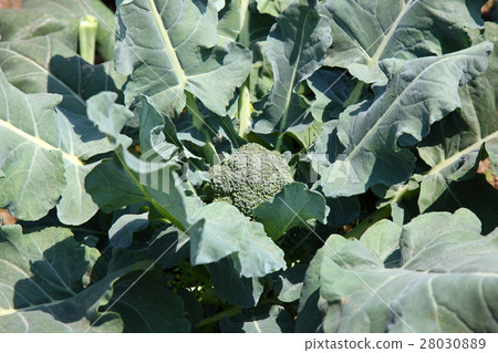 西蘭花田 28030889