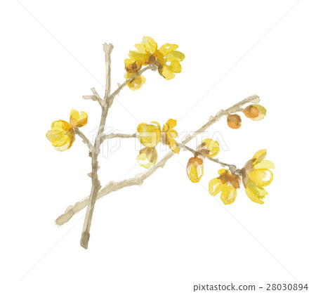 蠟李子 蠟李子 28030894