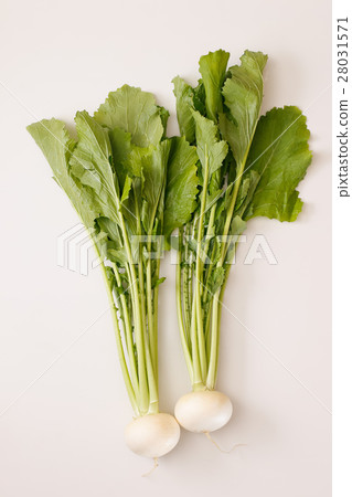 小蘿蔔 小蘿蔔 28031571