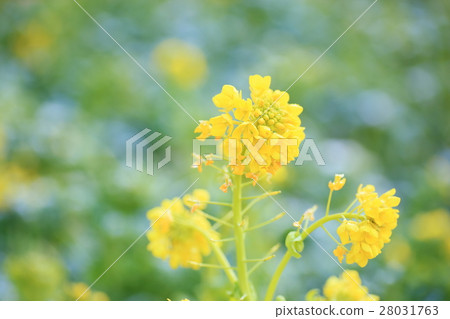 Kanzakihanana花 Kanzakihanana花 28031763