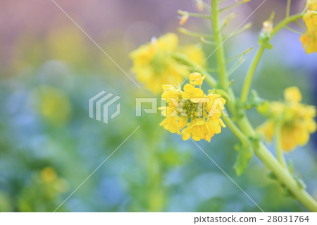 Kanzakihanana花 Kanzakihanana花 28031764