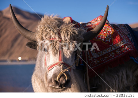 Yak close up, standing at lake       28032155