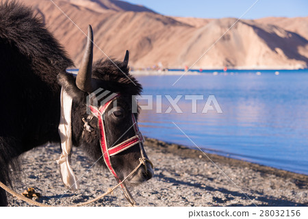 Yak close up, standing at lake       28032156