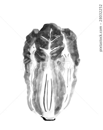 大白菜單色插畫（水墨手繪插畫） 28032252