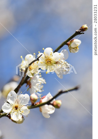 早春梅花三菱蜜蜂蜜蜂梅花春天 早春梅花三菱蜜蜂蜜蜂梅花春天 28033231