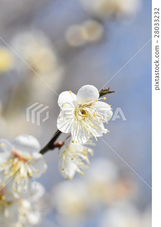 早春梅花三菱蜜蜂蜜蜂梅花春天 早春梅花三菱蜜蜂蜜蜂梅花春天 28033232