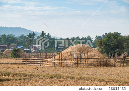 Rice field with many straw in winter 28033483