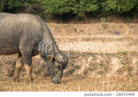Buffalo eating straw on rice field in winter  28033484