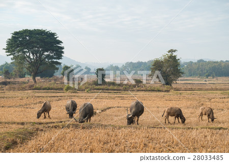 Group of Buffalo eating straw on rice field Group of Buffalo eating straw on rice field 28033485