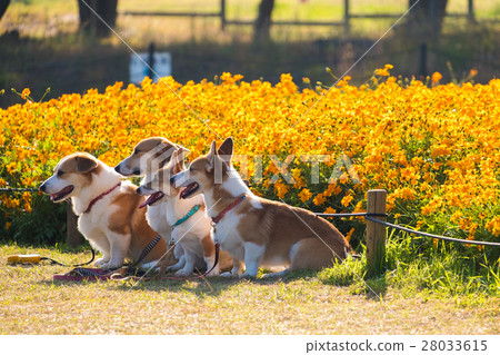 Welsh Corgi Pembroke on the ground Welsh Corgi Pembroke on the ground 28033615
