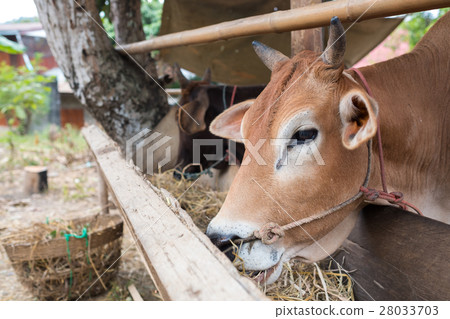 Cow farm, Close up Thai's cow in countryside farm Cow farm, Close up Thai's cow in countryside farm 28033703