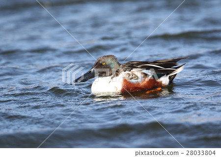 琵嘴鴨 28033804