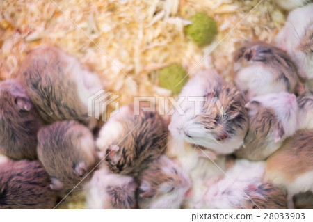 Hamsters sleeping, Pet shop Hamsters sleeping, Pet shop 28033903