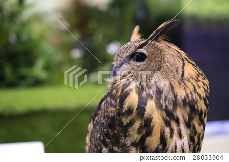 Owl 28033904