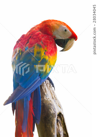 Colorful parrot isolated in white background Colorful parrot isolated in white background 28034045