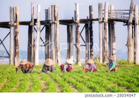 farmers at work around U-Bein Bridge 28034047