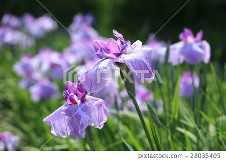 北方湖菖蒲園：菖蒲 28035405