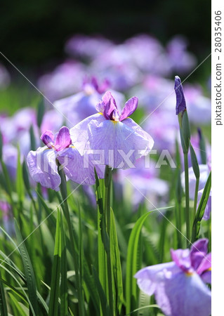北方湖菖蒲園：菖蒲 28035406