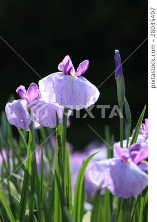 北方湖菖蒲園：菖蒲 28035407