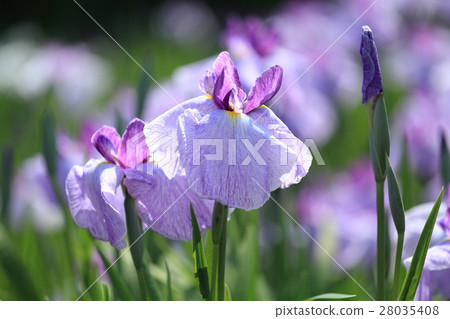 北方湖菖蒲園：菖蒲 28035408