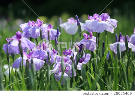 Lake Kitagata Iris Garden: Iris 28035409