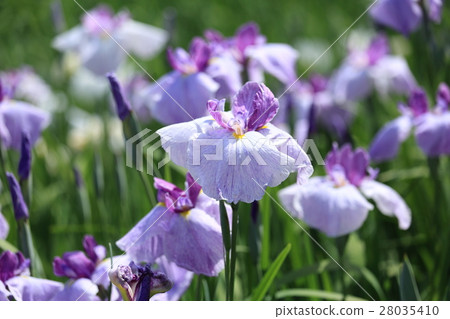北方湖菖蒲園：菖蒲 28035410