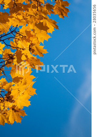 Autumn leaf in sky. Autumn leaf in sky. 28035656