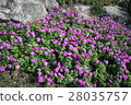 Lush purple flower beautiful 28035757